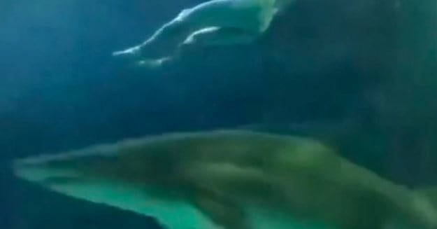 A Naked Man Jumped Into The Shark Tank At Toronto S Riple