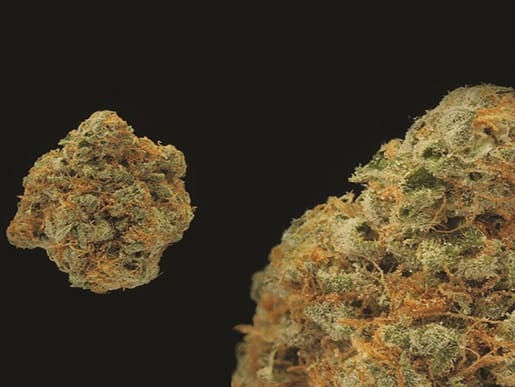 Mk Ultra The 15 Best Weed Strains Right Now Complex