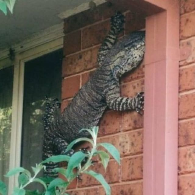 Man Discovers Giant Lizard Outside of His Australian Home ...