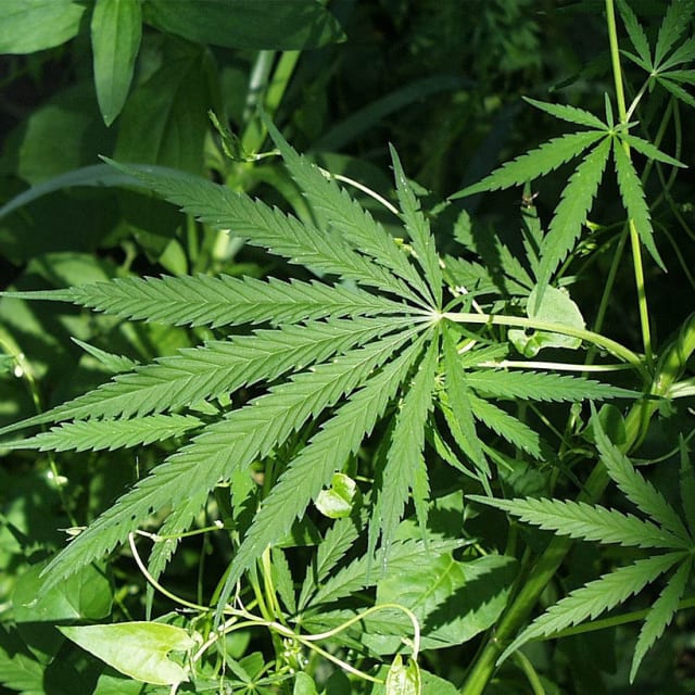You Hustler weed plant words Casually Hustler weed plant
