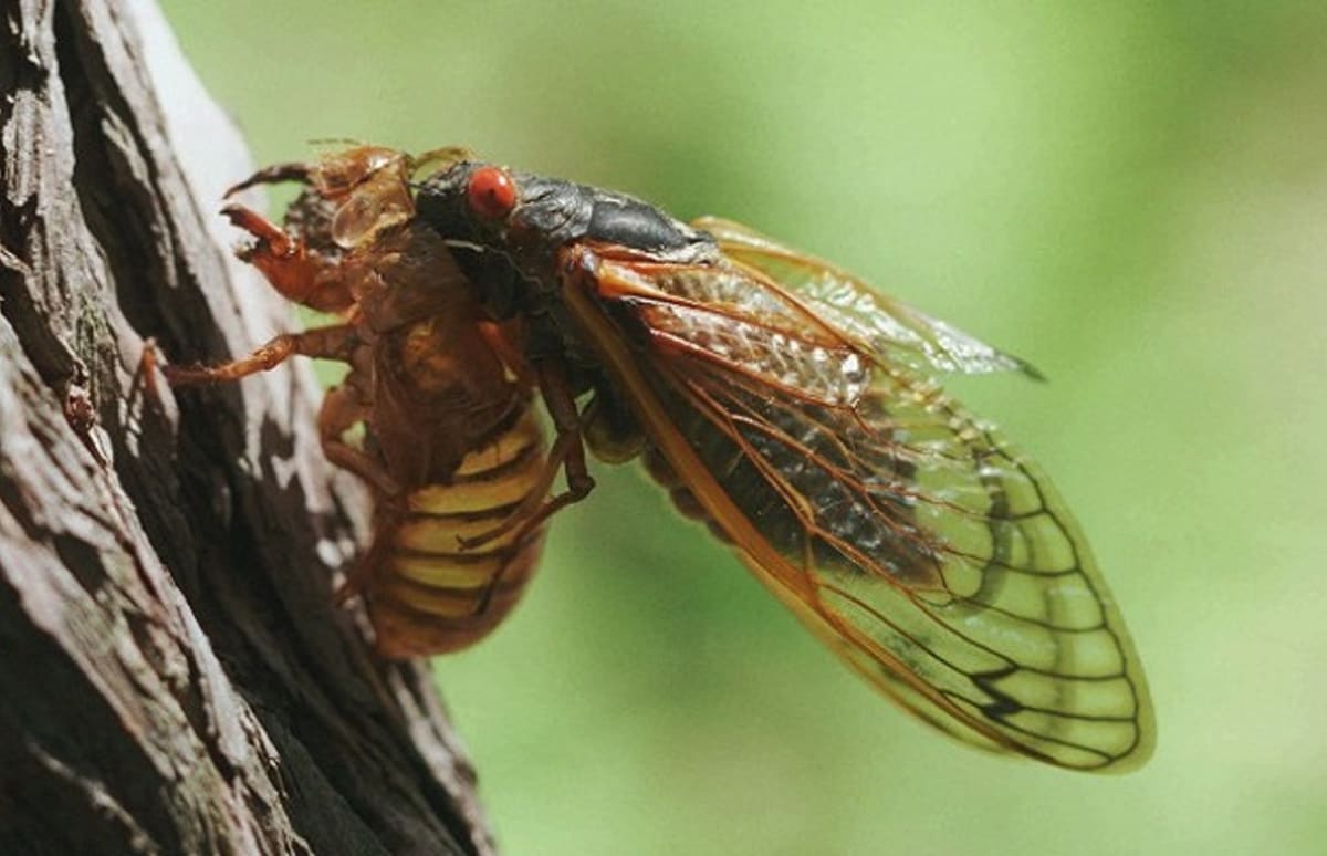 so where are the cicadas again complex so where are the cicadas again complex