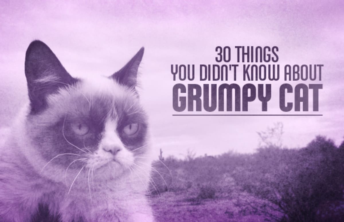30 Things You Didn't Know About Grumpy Cat | Complex
