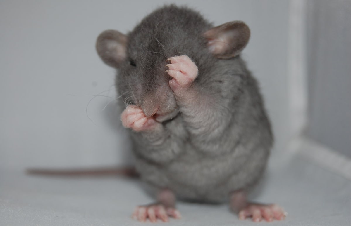 Rats Can Feel Regret Just Like People Complex