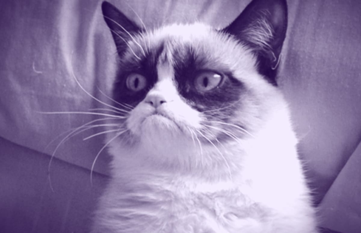 The 30 Best Grumpy Cat Memes You Can Respond to Emails