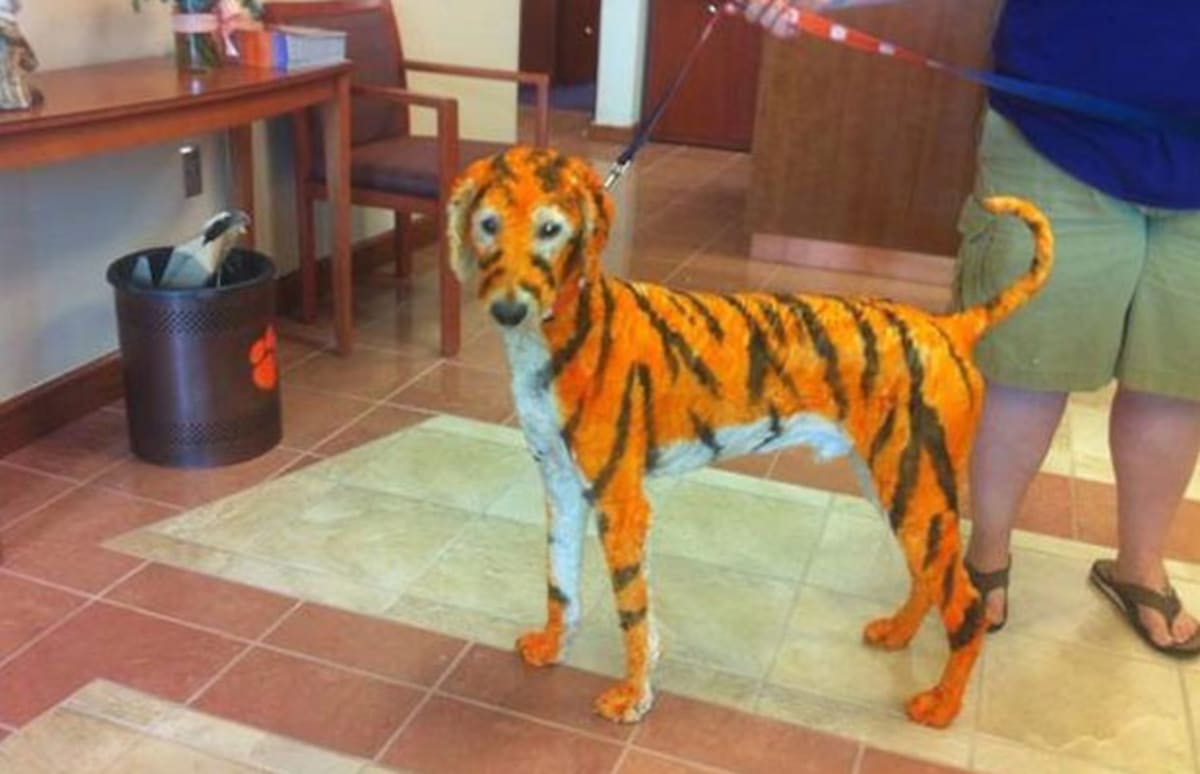 Dog Painted as Clemson Tiger Complex