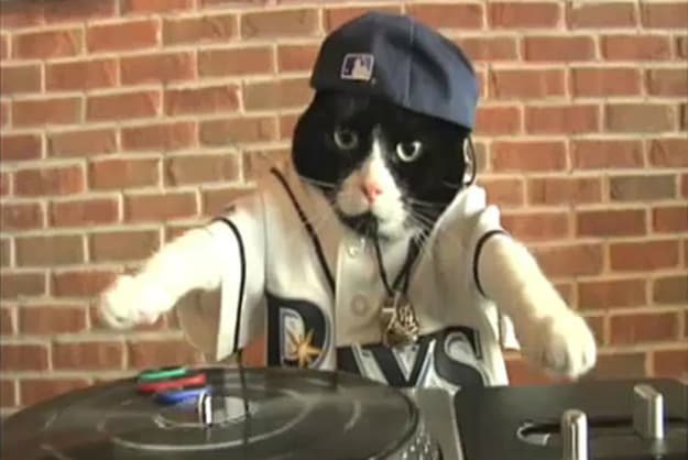 tampa-rays-dj-cat