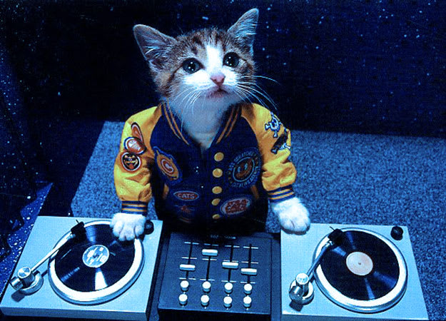 dj-cat-li