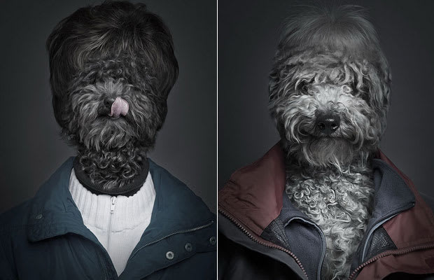 Photographs Of Dogs Dressed In Human Clothes Complex