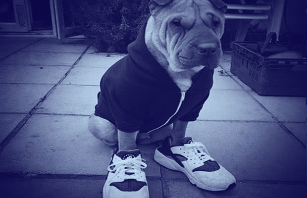 sneaker dog