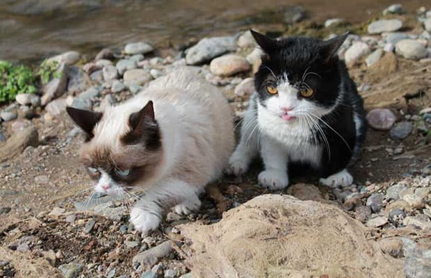Due to her dwarfism, Grumpy Cat waddles when she walks. 30 Things You