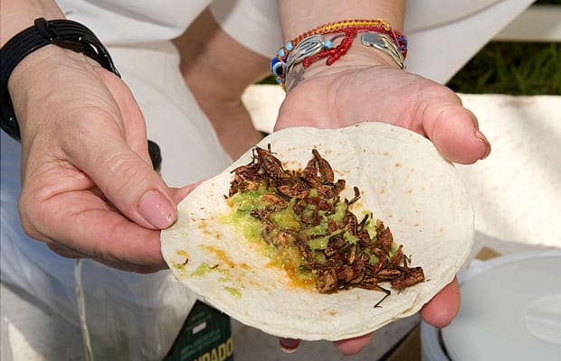 Cricket Tacos - The Strangest Tacos You Will Ever ...
