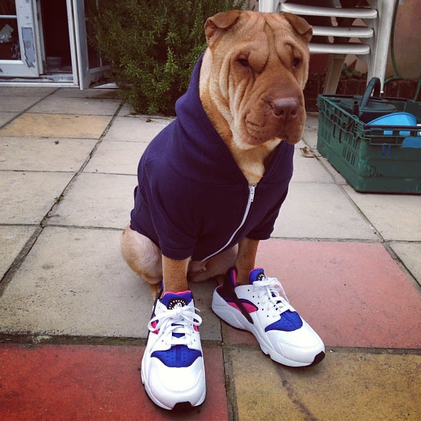 puppy yeezys