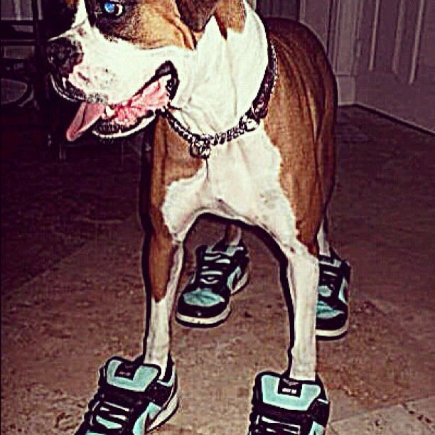 Nike SB Dunk "Diamond" - 25 Pictures Of Dogs Wearing Better Sneakers