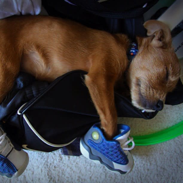 jordan dog shoes jordan dog shoes