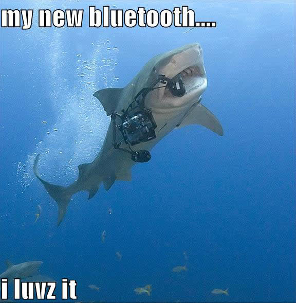 11 The 25 Funniest Shark Memes Complex
