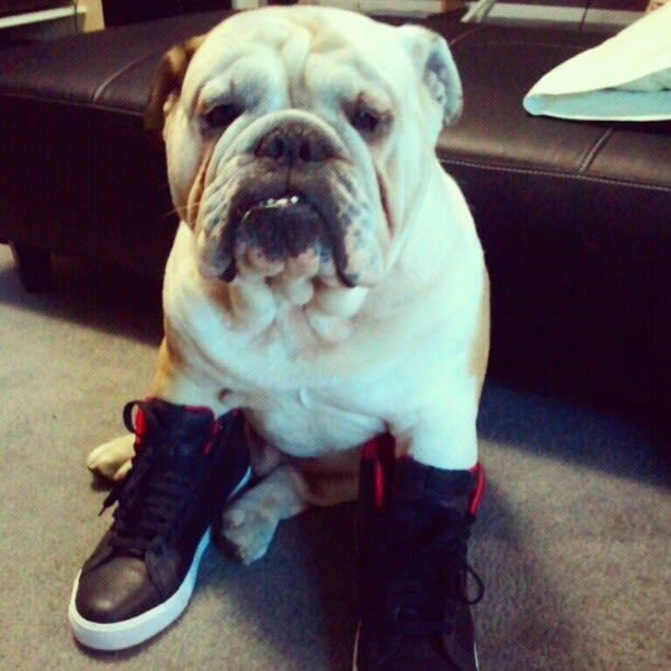 jordan dog shoes