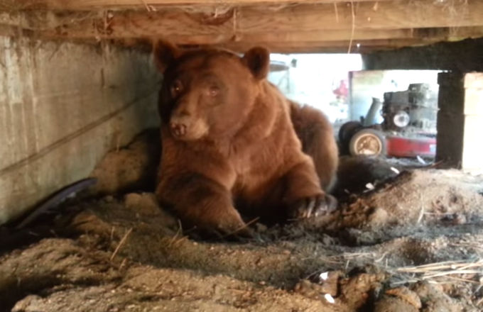 Pissed-Off Brown Bear Rage Poops After Homeowner Kicks Him Out From Under Porch