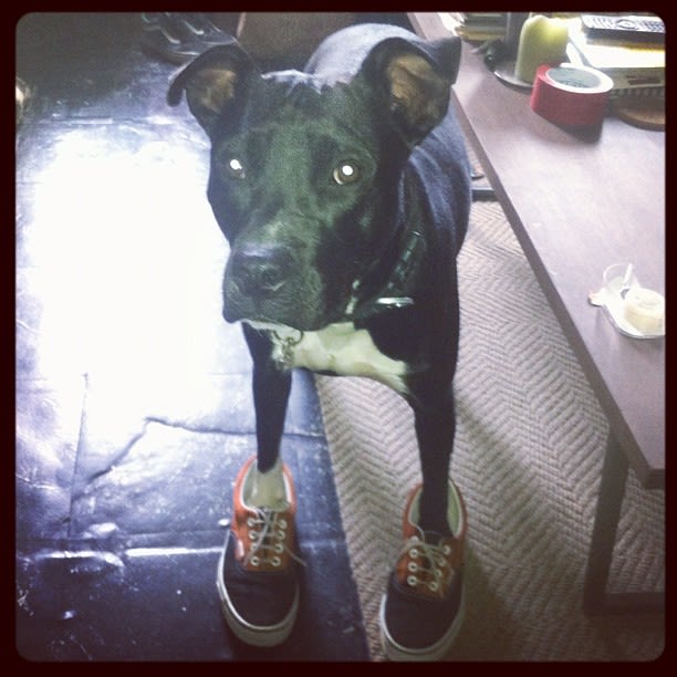 dog with jordans