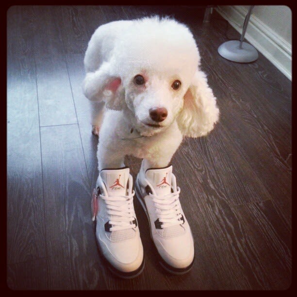 michael jordan dog shoes