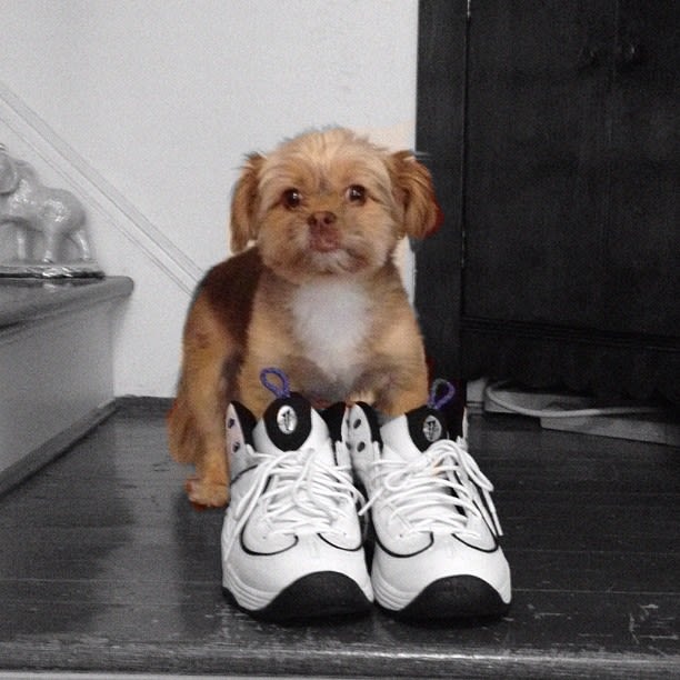 jordan dog shoes