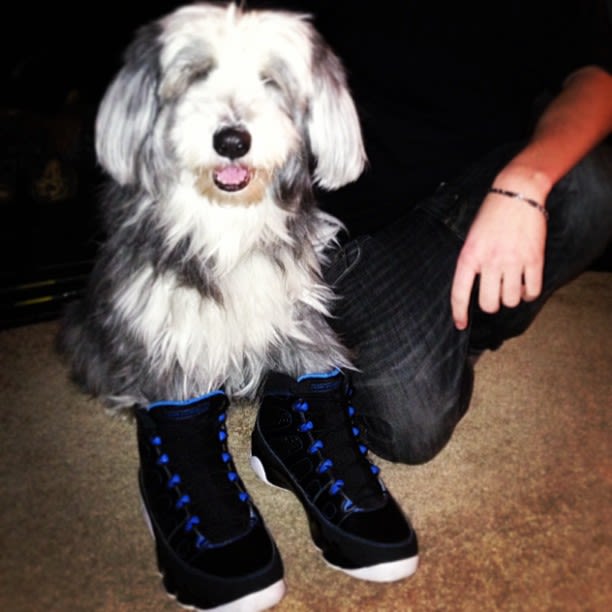 Air Jordan XIII 25 Pictures Of Dogs Wearing Better