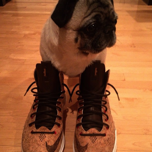 dog with jordans
