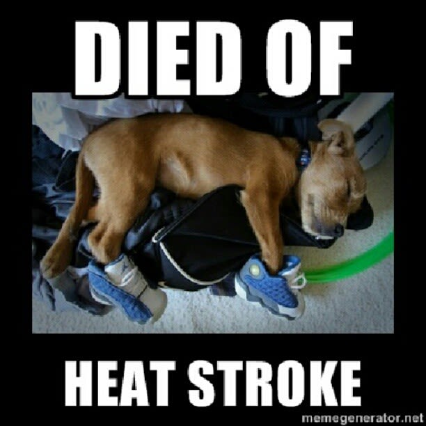 Dogs Have Heat Strokes Too The 50 Most Hilarious Sneaker Memes Of All Time Complex