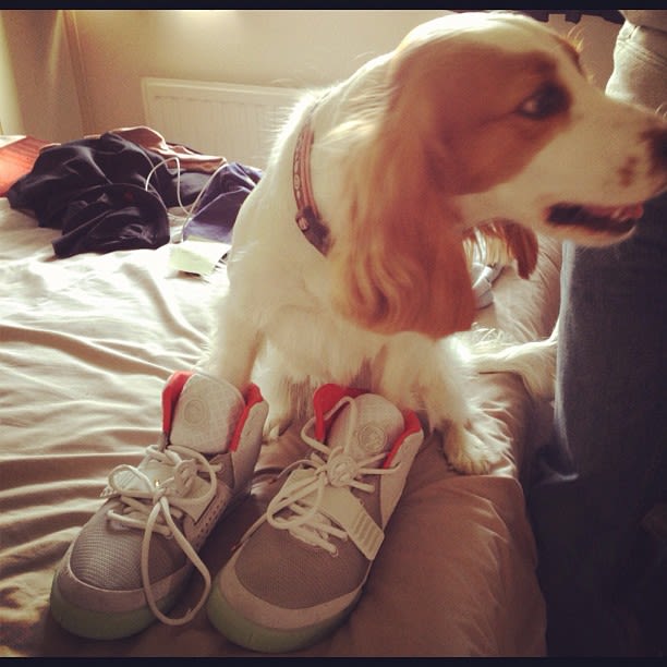 dog with jordans