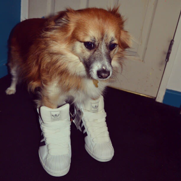 dog with jordans