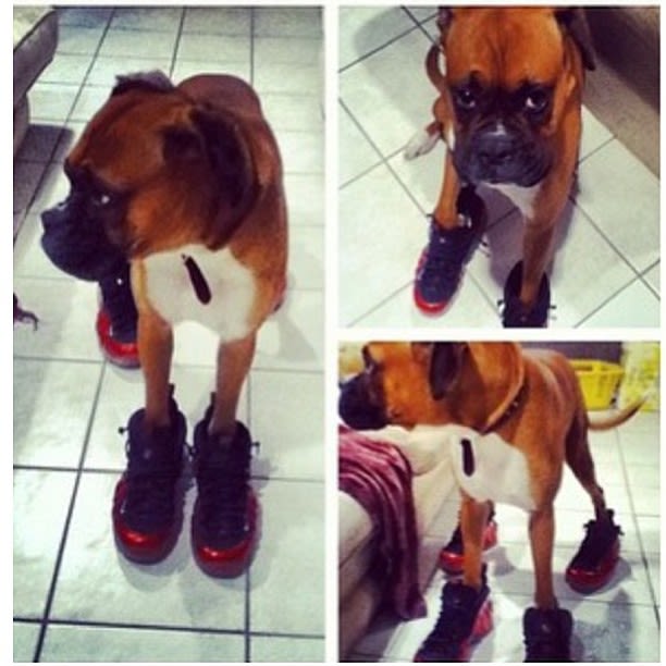 michael jordan dog shoes