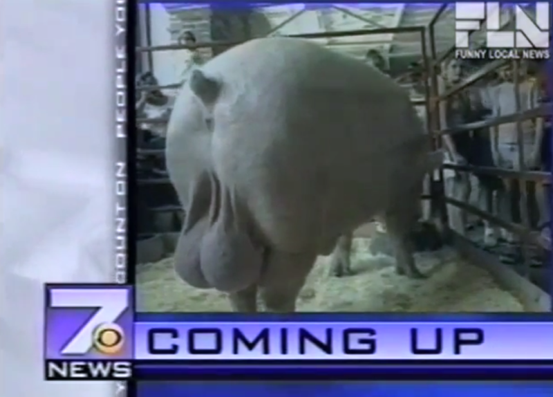 Local News Anchors Lose Their Minds Over Gigantic Pig Balls Complex