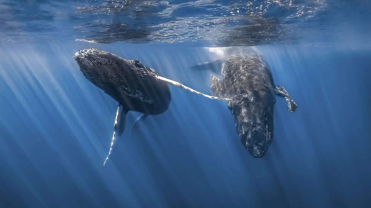 Male Humpback Whales Photographed Having Sex for the First Time