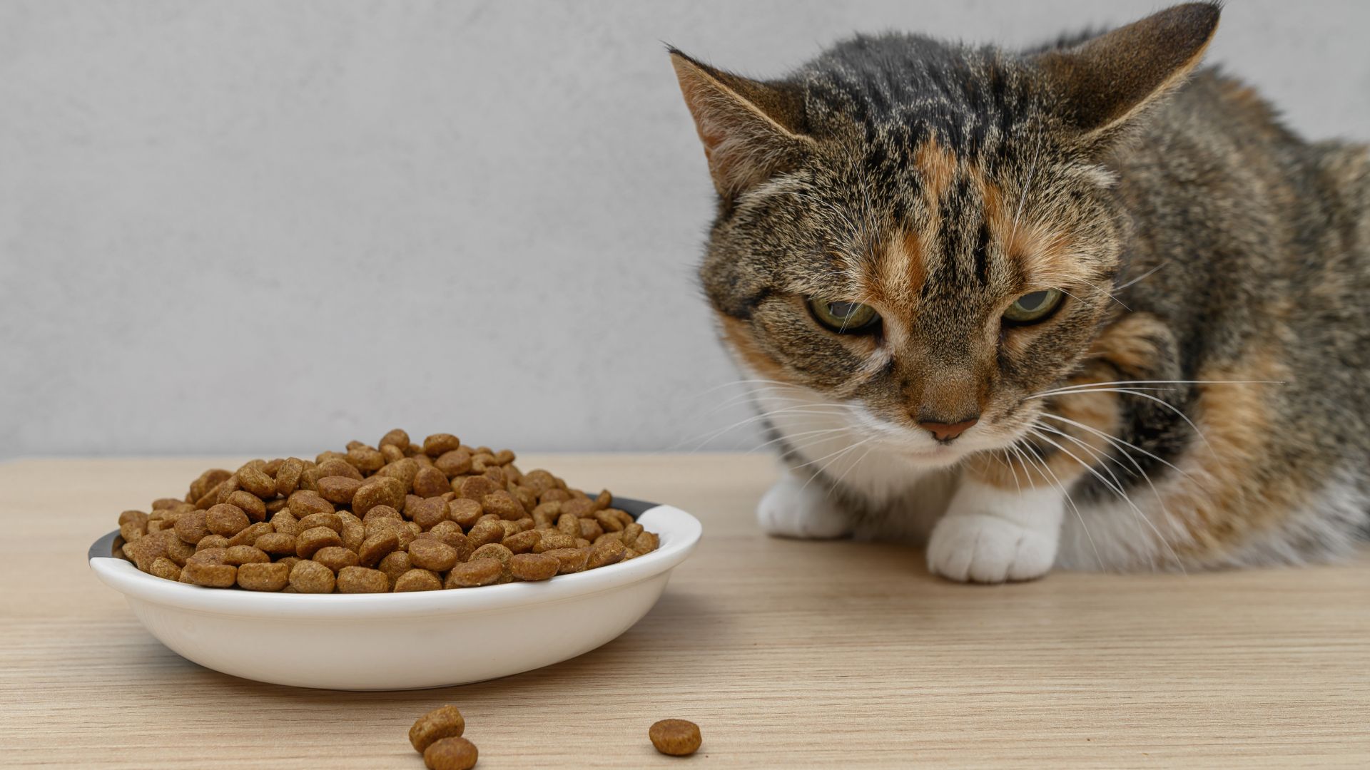 glp 1 dogs ALERT: GLP-1 Medications and Pets: Hidden Risks of Ozempic, Wegovy & Mounjaro for and Cats GLP-1 'Pawzempic' Weight-Loss Drugs for