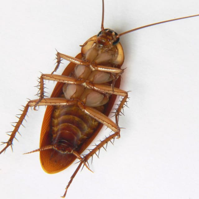 New York So Hellaciously Hot That Cockroaches May Start Flying Complex