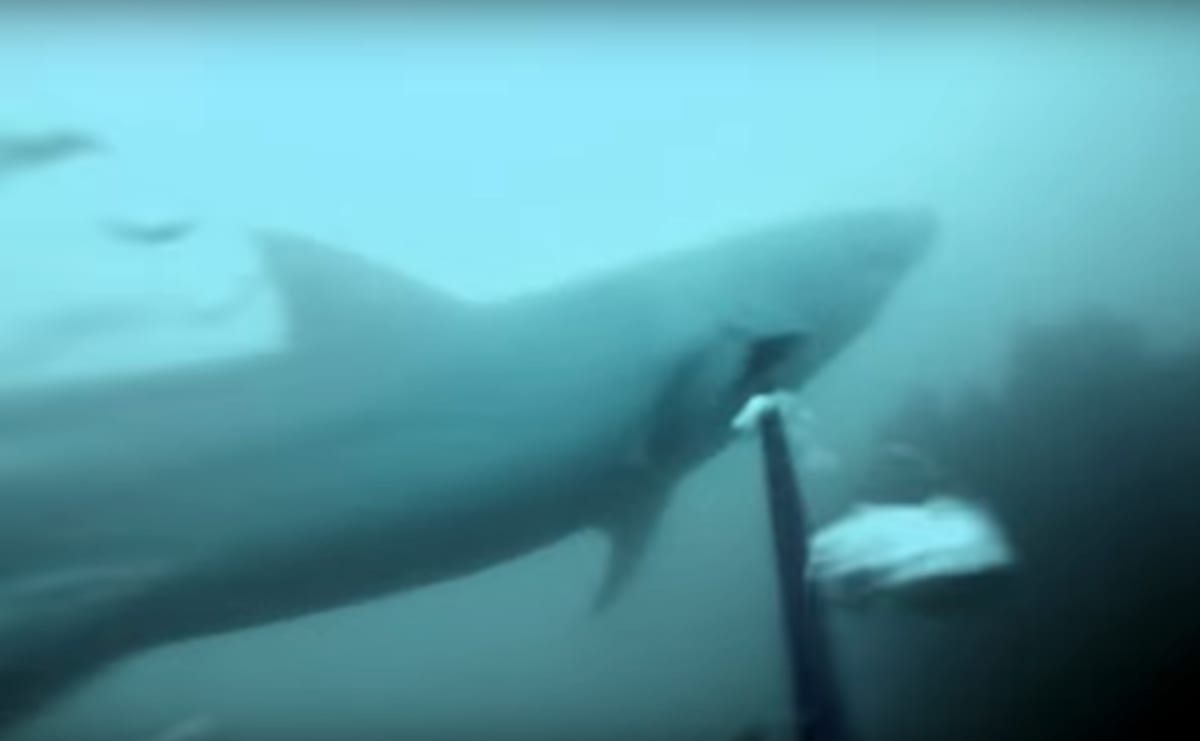 This GoPro Video of a Great White Shark Encounter Is Insane