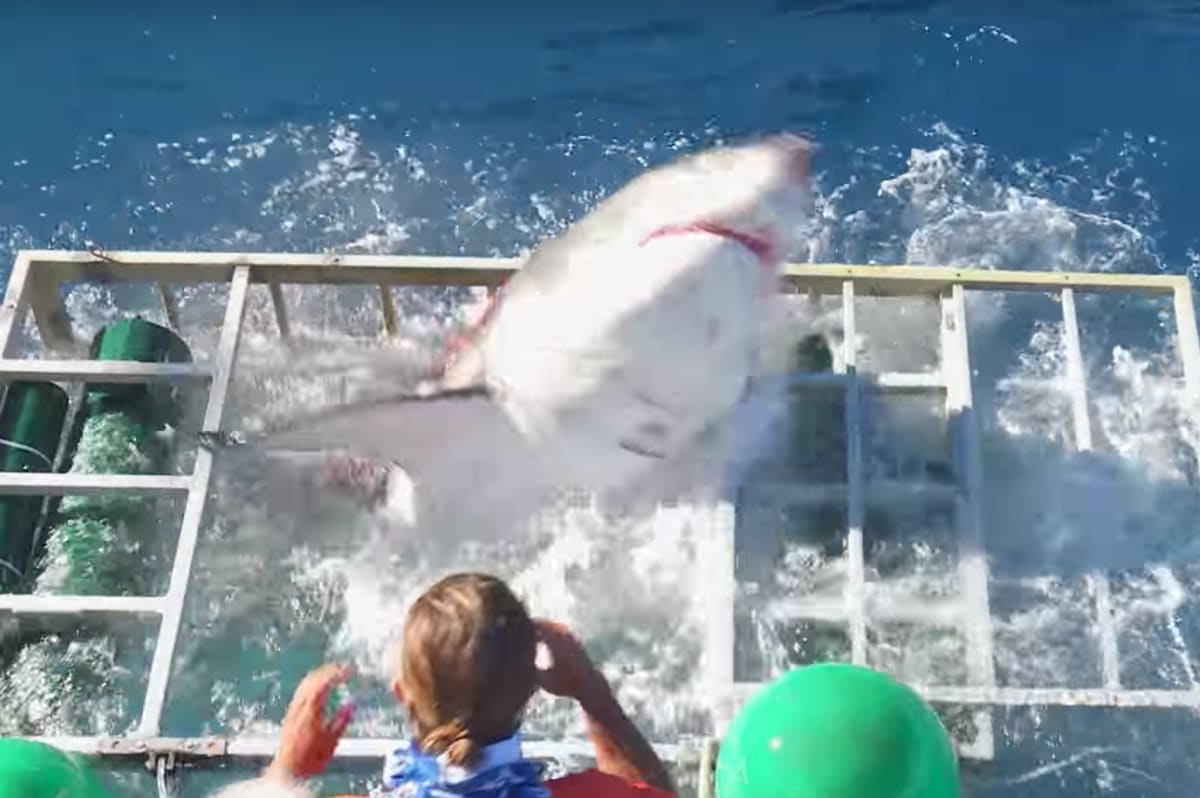 Watch This Shark Break Through a F*cking Cage While Diver Remains Calm | Complex