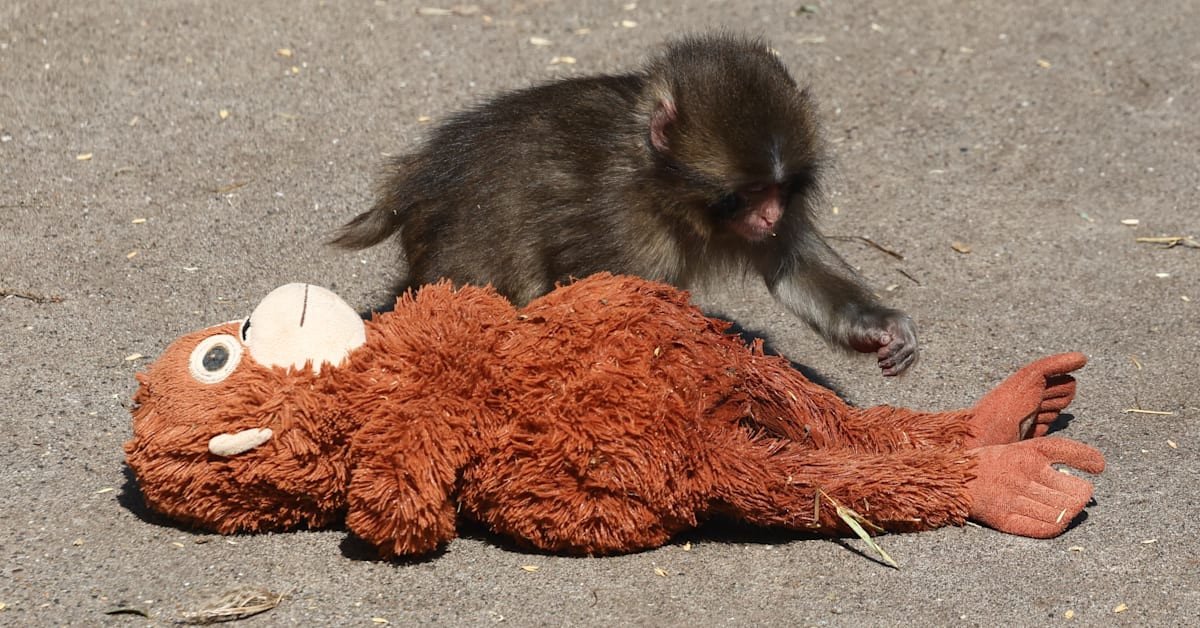 Two Americans Arrested After One Climbs Into Punch the Monkey's ...