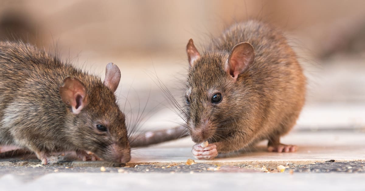 NOLA Police Complain About Infestation of Rats Eating Marijuana From ...