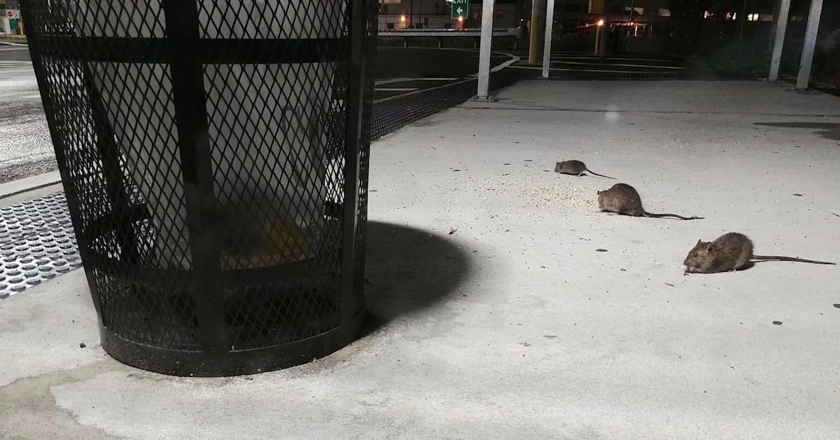 NYC Appoints Its First-Ever 'Rat Czar' to Control Pest Population