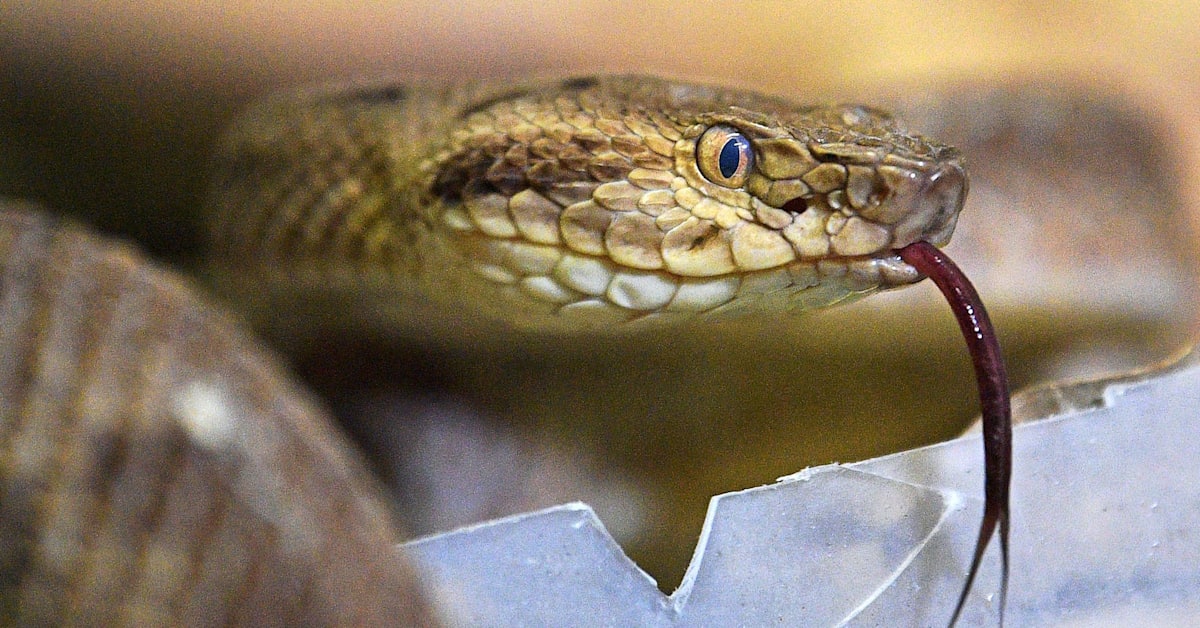Exotic Snakebites Have Spiked In The UK Over The Last Decade