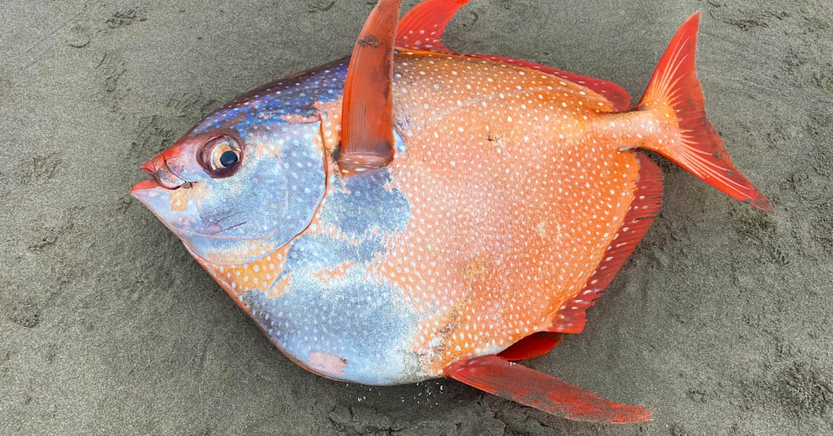 Rare 100-Pound Moonfish Found on Oregon Beach