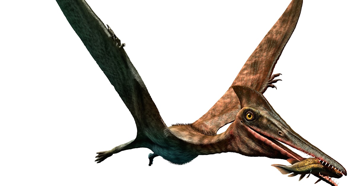 Researchers Say the Largest Flying Creature in History Had a Neck ...