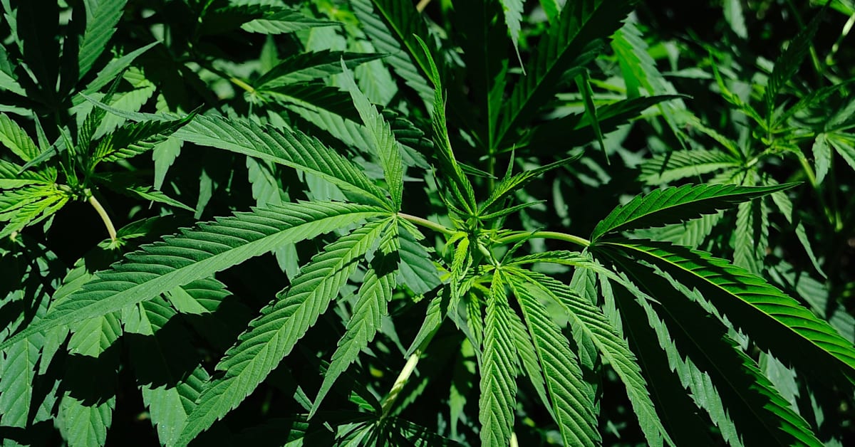 New Jersey's Weed Legalization Bill Faces Another Hurdle