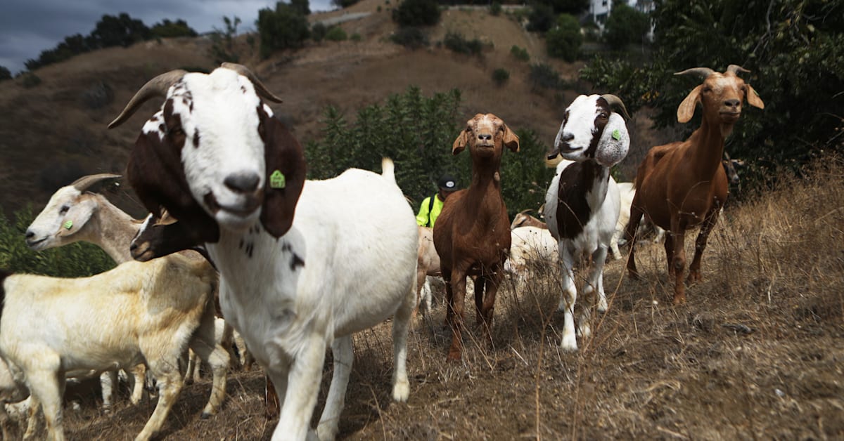 Nearly 200 Goats Broke Free From Enclosure and Roamed the Streets of ...