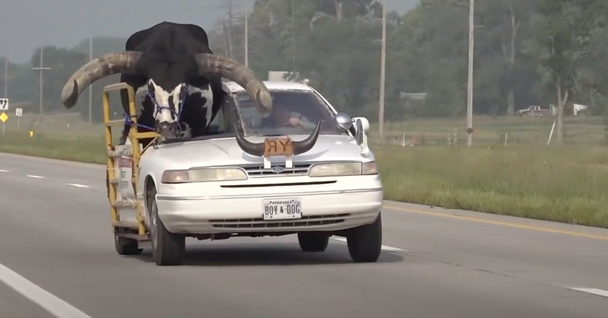 Watch Man With a Bull in His Passenger Seat Get Pulled Over