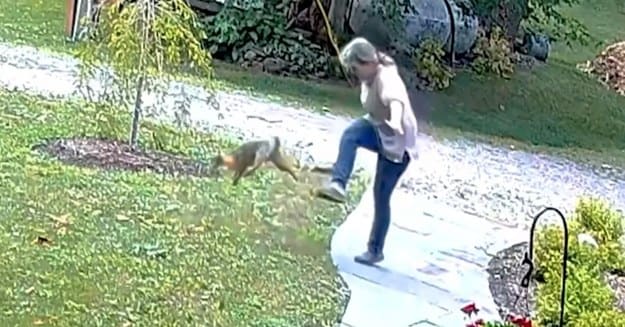 Video Shows Fox Infected With Rabies Attacking Woman