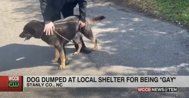 Dog Left at Animal Shelter by Owners Who Thought He Might Be Gay