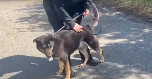 Same Sex Couple Adopts Dog Whose Story Went Viral for Being Left at ...