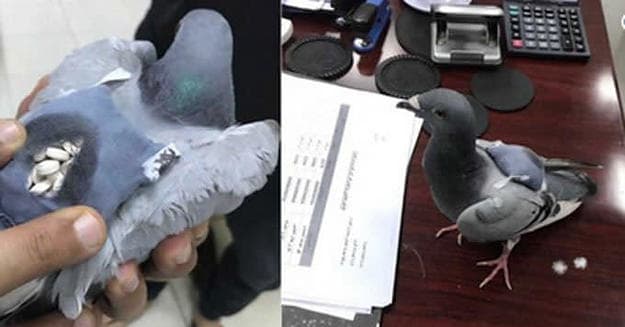 Police Catch Pigeon Wearing Tiny Backpack Full of Drugs