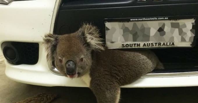 Koala Running Wild Gets Hit By Car and Holds Onto It at 60 MPH